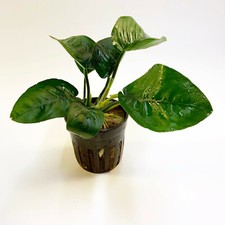 BUY 2 GET 1 ANUBIAS BARTERI BUTTERFLY 1 POT- Aquatic Live Plants SUPER PRICE