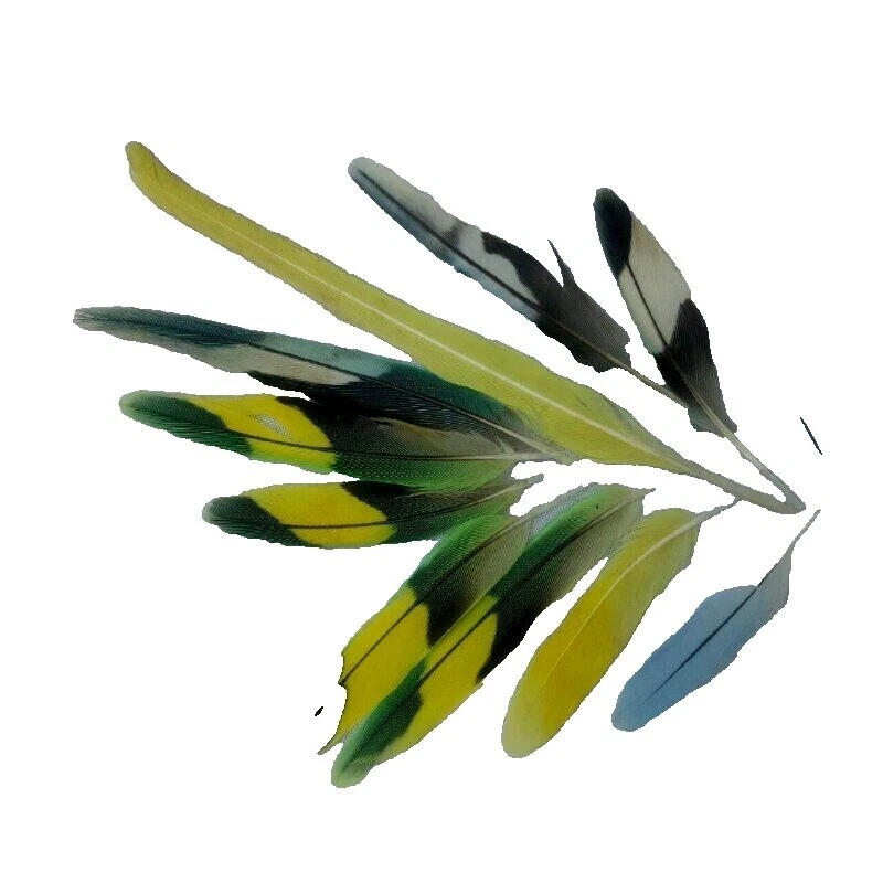 Plumas Para Manualidades de pollo Multicolor