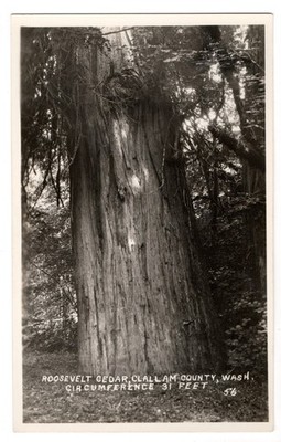 Vintage Washington State Roosevelt Cedar RPPC Postcard Clallam Co Big Tree 31 FT