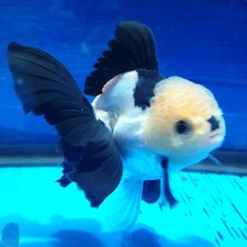 Live Fancy Goldfish Thai Panda Oranda Sellers Choice combined shipping 