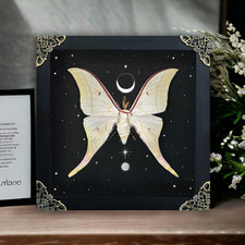 Real Luna Moth Shadow Box Taxidermy Framed Entomology Art Gothic Oddity Decor