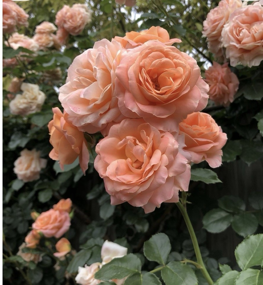 Blessings Hybrid Tea Rose – Bare-Root Bush Plant – Coral-Pink Flowers ...
