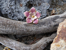 Pink  Gold Enamel Flower Floral Drawer Pull Knob Elegant Romantic Charming DIY