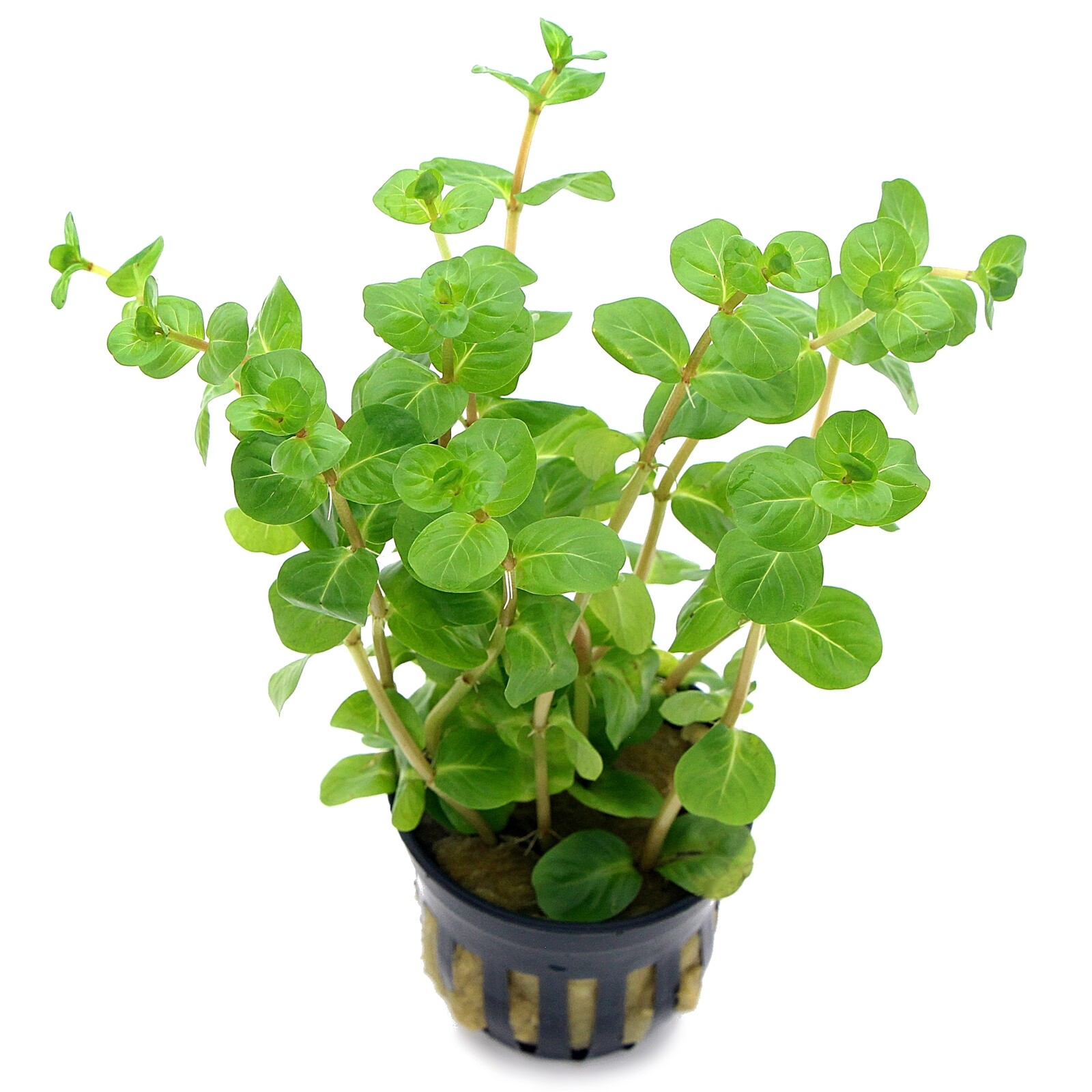 Rotala Manipurensis Live Aquarium Plants Tropical Aquascaping K2AQUA