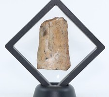 Tyrannosaurus rex T Rex Fossil Leg piece Hell Creek South Dakota SD COA 6490