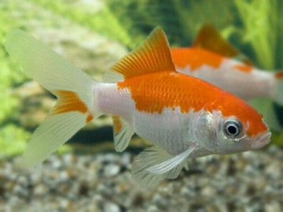 goldfish cold water fish