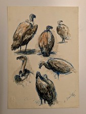 Rudolf Baum : Geier (?) - im Frankfurter Zoo - 1944 - Federzeichnung 