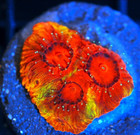 Corals of Eden ~ WYSIWYG Live Coral Frag ~ AppleJacks Favia Coral ~ LPS SPS — photo 4