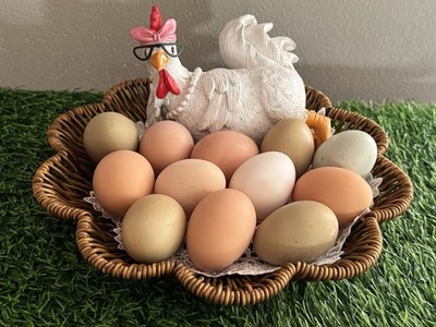 One Crazy Chick Rainbow Chicken Hatching Eggs Assorted Colors