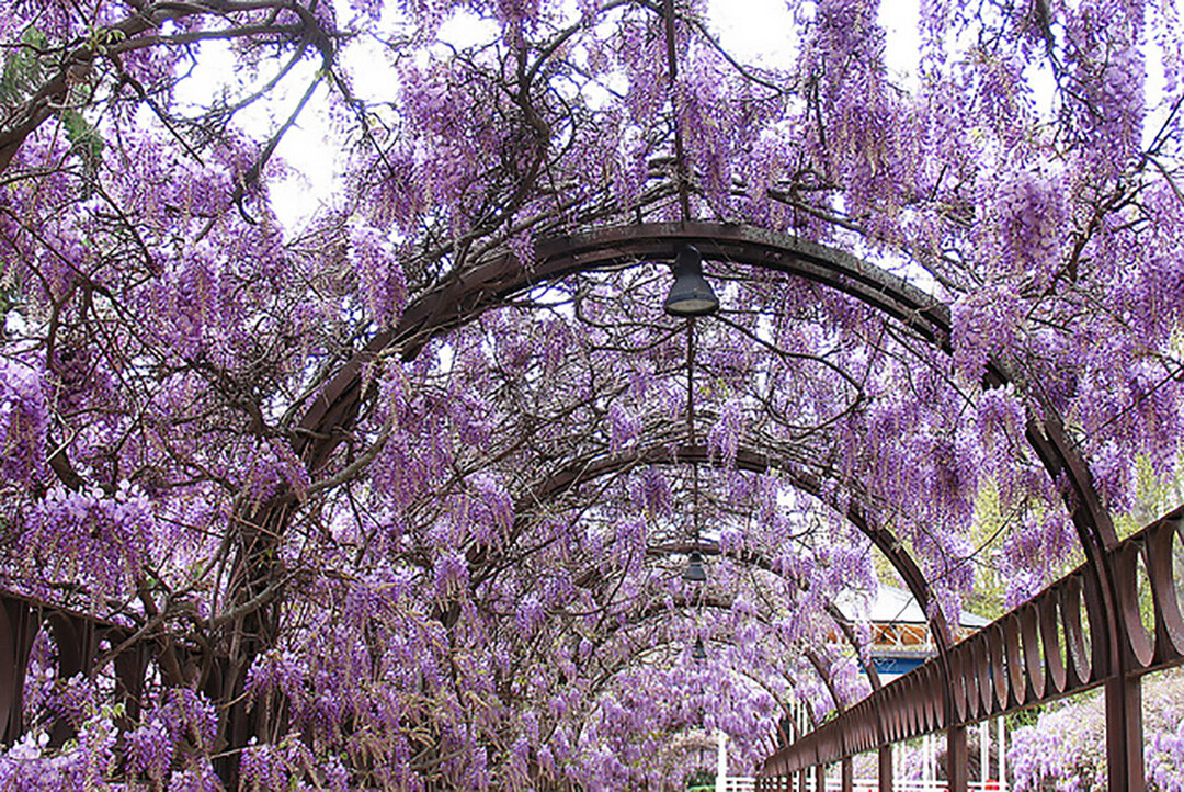 Blue Chinese Wisteria Vine, Wisteria sinensis, Seeds (Fast, Showy