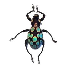 Pachyrrhynchus gemmatus ONE REAL WEEVIL BEETLE BLUE GREEN PHILIPPINES