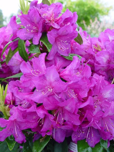 Rhododendron 'Purple Passion' (Rhododendron) Evergreen, purple flowers, #2 - ... - Picture 3 of 4