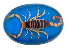 Hecho en Mexico Real Scorpion Vintage Western Belt Buckle REAL Women RODEO RARE