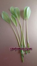 Long  x 10 Feathers for Hats, Fascinators Arts & Crafts 6-8"