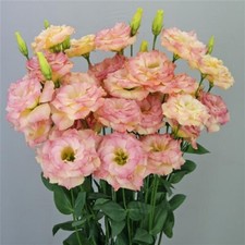 Lisianthus Seeds Megalo Deep Orange 25 Pelleted Seeds Cut Flower Seeds