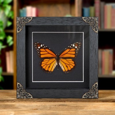 Monarch Taxidermie Schmetterling im Barockstil Rahmen
