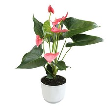 Pink Anthurium Live Plant Decor Approx. 17-19" Tall , Real Flowers/House Plants