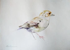 Common Chaffinch, Birds, Watercolor artwork,Handmade, Original painting on paper