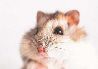 Wildlife *** Zoo Postcard * Hamster * * Postcard # 2
