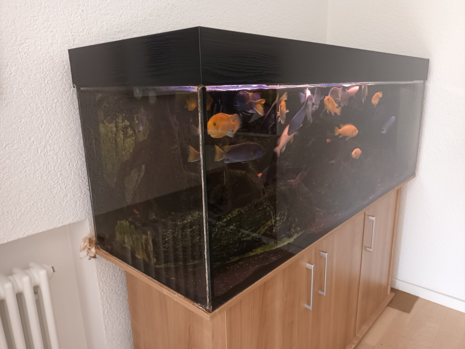 Aquarium komplett 150 X50 X50 cm mit Unterschrank gebraucht eBay