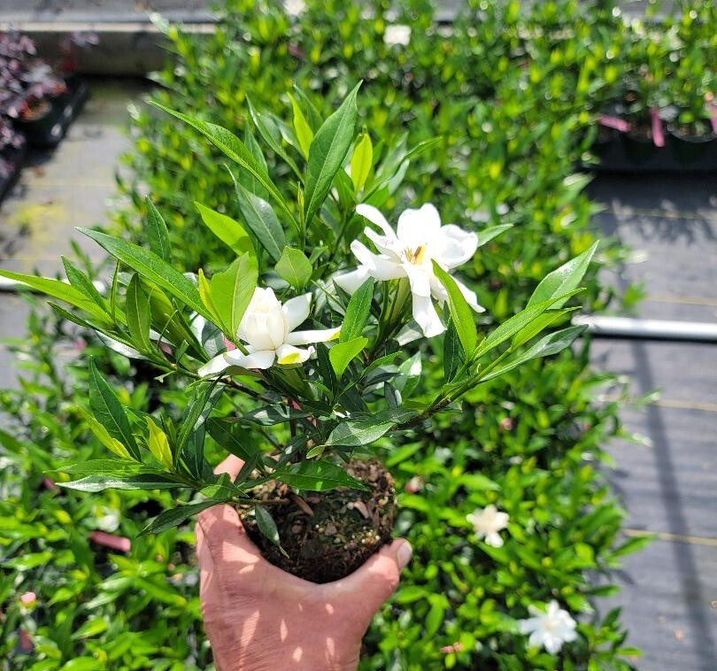 Frost Proof Gardenia ( cape jasmine ) - Live Plant - ( 1 QT ) | eBay