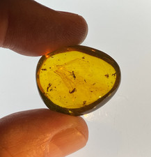 A101 BU3794 Giant Wings menagerie in authentic Burmese amber Burmite 99mya