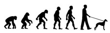 Whippet Dog Walker 'Evolution' car sticker, vinyl decal