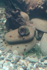 Ramshorn Snails Freshwater