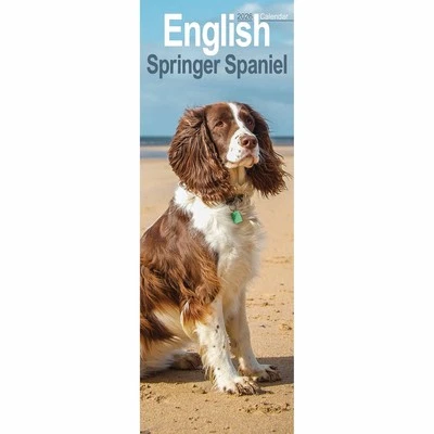 AVONSIDE PUBLISHING LTD English Springer Spaniel Slim Calendar 2026 - Dogs - Month To View