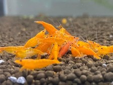 El Shrimpo Freshwater Neocaridina Aquarium Shrimp. Live Arrival Guarantee.