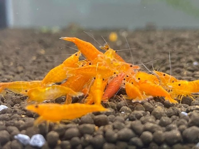 #ad El Shrimpo Freshwater Neocaridina Aquarium Shrimp. Live Arrival Guarantee. $140.00