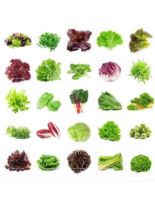 2-packs Salad Garden Lettuce Vegetable Non-Gmo Organic Se_eds Microgreens Plant