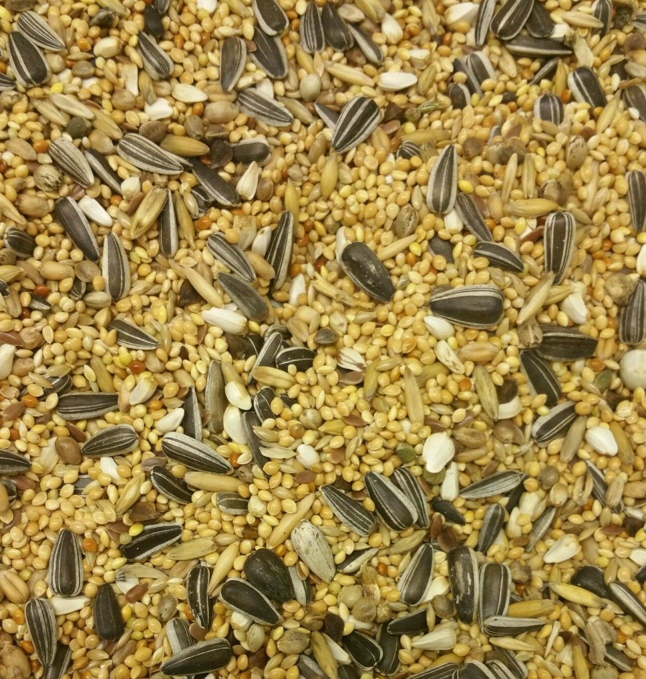 COCKATIEL & PARAKEET (300g 20kg) Exotic Lovebirds Caged Birds