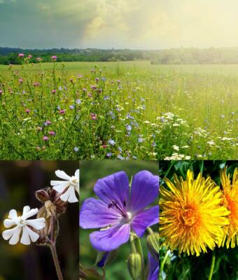 BRITISCHE WILDBLUMENWIESENSAMEN. STANDARD 80%/20% mit nicht wettbewerbsfähigen Gräsern
