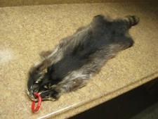 Large Tanned Raccoon with Darker Fur 0007419 Row A-19