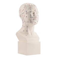 Head Acupuncture Model Standard Acupoint TCM Human Acupuncture Point Head Teach