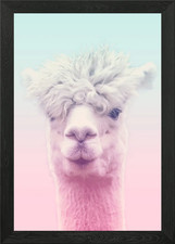 Lama Lama Alpaka Gerahmtes Wandbild Poster Leinwanddruck Bild