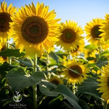 Mammoth Grey Stripe Sunflower Seeds- Helianthus annuus - Pack of 500 Yellow