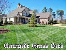 Tifblair Centipede Grass Seed - 25 Lbs.