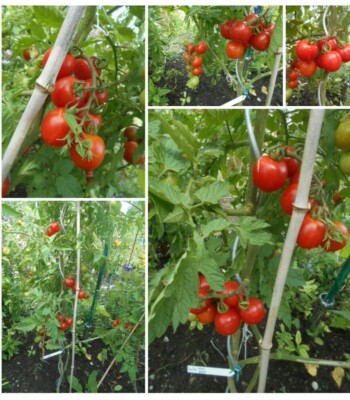 Stabtomate Fence Row  rot mittelgroß  Freiland geeignet 15-18 Korn