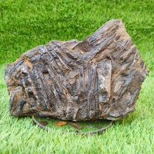 Large Belemnite battlefield/ deathbed North Yorkshire fossils