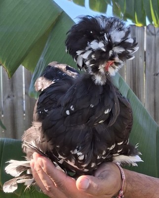 6 - BLACK MOTTLED SILKIE / SATIN / FRIZZLE Hatching Eggs *NPIP AND AI CLEAN *