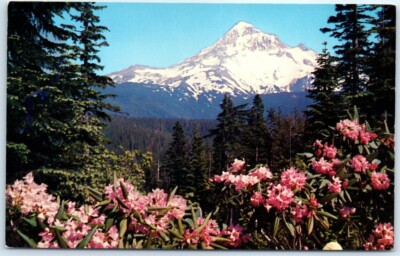 Postcard - Flowers and Nature Scenery
