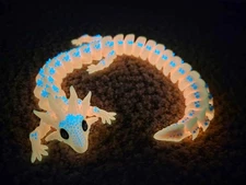 Axolotl Dragon Glow in the Dark - 15 inches, 3D printed
