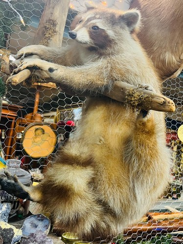 Raccoon Taxidermy Wall Mount, Life-size Mount Posed on a Natural Wood Branch