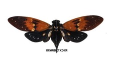 Cicada : Ambragaena ambra A1