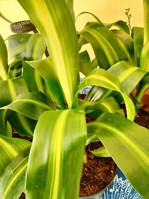 Dracaena Fragrans 'Massangeana' - Corn Plant | eBay