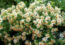 Pereskia aculeata, EXOTIC Barbados gooseberry rose cactus cacti 10 SEEDS