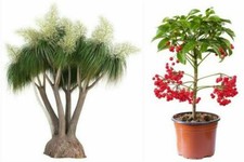 SAMEN Zimmerpflanzen Samen-Spar-Set ! Elefantenfuß Spitzblume dekorativ pflegel