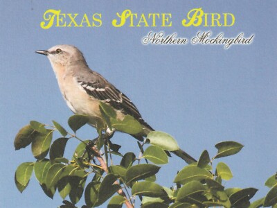 *Texas Postcard-''The Northern Mockingbird...State Bird''  *Texas-- {*TW-3}